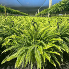 🌱 Helecho de Boston artificial realista y resistente a los rayos UV