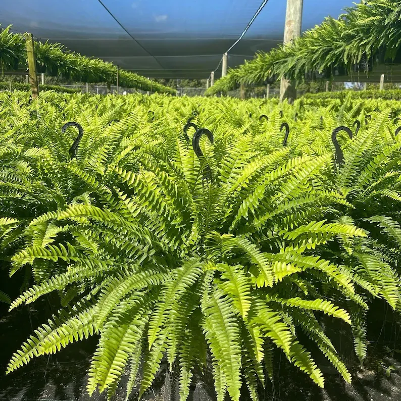🌱 Helecho de Boston artificial realista y resistente a los rayos UV