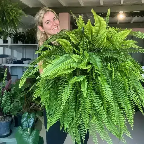 🌱 Helecho de Boston artificial realista y resistente a los rayos UV