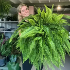 🌱 Helecho de Boston artificial realista y resistente a los rayos UV