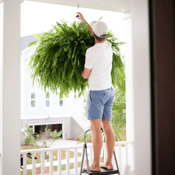 🌱 Helecho de Boston artificial realista y resistente a los rayos UV