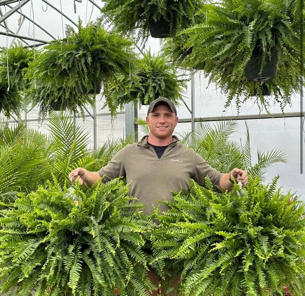 🌱 Helecho de Boston artificial realista y resistente a los rayos UV