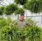 🌱 Helecho de Boston artificial realista y resistente a los rayos UV